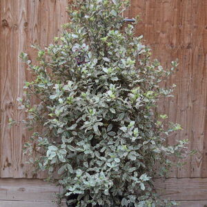 Pittosporum tenuifolium 'Elizabeth' 80-100 cm